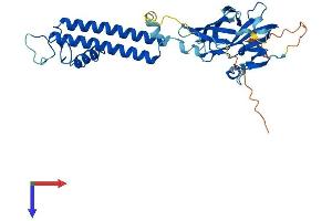 AlphaFold protein structure predicition of Human Recombinant KCNJ13 Protein, UniprotID O60928