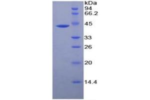 SDS-PAGE of Protein Standard from the Kit (Highly purified E.