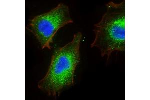 Immunofluorescent analysis of 4 % paraformaldehyde-fixed, 0. (BMP1 anticorps)