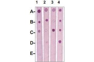 Dot Blot : 1 ug peptide was blot onto NC membrane. (MST1R anticorps  (Internal Region))