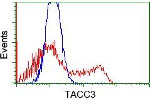 Image no. 5 for anti-Transforming, Acidic Coiled-Coil Containing Protein 3 (TACC3) antibody (ABIN1498098) (TACC3 anticorps)