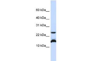 WB Suggested Anti-BATF Antibody Titration:  0.