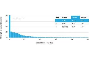 Analysis of Protein Array containing more than 19,000 full-length human proteins using IL3RA / CD123 Rabbit Recombinant Monoclonal Antibody (IL3RA /2947R).