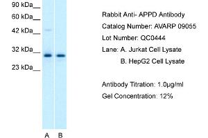 Host: Rabbit Target Name: APPD Sample Tissue: Human Jurkat Whole cell Antibody Dilution: 1ug/ml (PLEKHF1 anticorps  (C-Term))