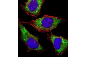Immunofluorescent analysis of 4 % paraformaldehyde-fixed, 0.