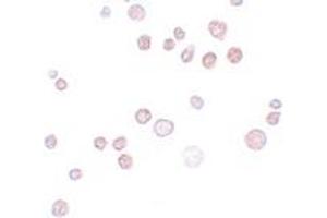 Immunohistochemistry (IHC) image for anti-FRAS1 Related Extracellular Matrix 1 (FREM1) (C-Term) antibody (ABIN1030402) (FREM1 anticorps  (C-Term))