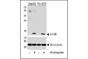 Western blot analysis of lysates from HepG2, mouse NIH/3T3 cell line, untreated or treated with chloroquine, 50uM, using LC3 Antibody (G8B) (N-term) 1802a (upper) or Beta-actin (lower). (MAP1LC3A anticorps  (N-Term))