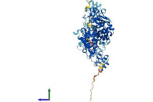 AlphaFold protein structure predicition of Mouse Recombinant Rnasel Protein, UniprotID Q05921