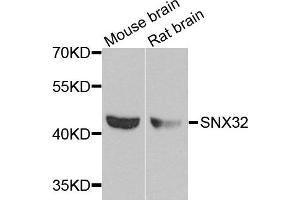 Western blot analysis of extracts of mouse brain cell lines, using SNX32 antibody. (SNX32 anticorps)