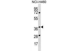 Western Blotting (WB) image for anti-Heterogeneous Nuclear Ribonucleoprotein H3 (2H9) (HNRNPH3) antibody (ABIN2999195) (HNRNPH3 anticorps)