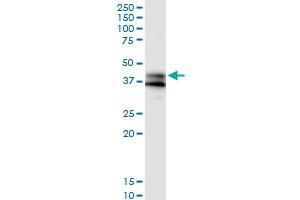 Immunoprecipitation of GPR175 transfected lysate using anti-GPR175 MaxPab rabbit polyclonal antibody and Protein A Magnetic Bead , and immunoblotted with GPR175 purified MaxPab mouse polyclonal antibody (B01P) . (GPR175 anticorps  (AA 1-373))