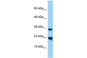 WB Suggested Anti-Mafg Antibody Titration: 1. (Mafg anticorps  (N-Term))