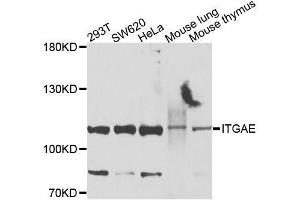 Western blot analysis of extracts of various cell lines, using ITGAE antibody (ABIN6003642) at 1/1000 dilution. (CD103 anticorps)