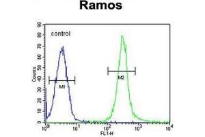 Flow cytometric analysis of Ramos cells using FAM133A Antibody (N-term) Cat. (FAM133A anticorps  (N-Term))