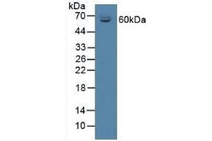 Detection of CBG in Mouse Serum using Polyclonal Antibody to Corticosteroid Binding Globulin (CBG)