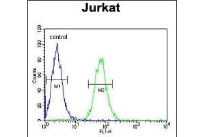 PTPN11 Antibody (C-term) (ABIN390840 and ABIN2841066) flow cytometric analysis of Jurkat cells (right histogram) compared to a negative control cell (left histogram). (PTPN11 anticorps  (C-Term))