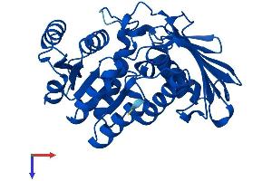 AlphaFold protein structure predicition of Mouse Recombinant Dhdh Protein, UniprotID Q9DBB8
