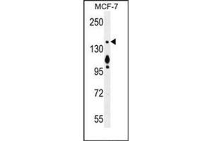 Western blot analysis of MYO6 Antibody (C-term) in MCF-7 cell line lysates (35ug/lane).