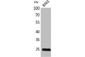 Western Blot analysis of K562 cells using IGFBP6 Polyclonal Antibody. (IGFBP6 anticorps  (Internal Region))