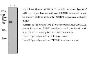 Western Blotting (WB) image for anti-Izumo Sperm-Egg Fusion 1 (IZUMO1) antibody (ABIN2452040) (IZUMO1 anticorps)