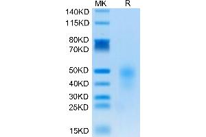 CD28H (AA 23-150) protein (His tag)