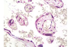 Anti-TRIM45 antibody IHC staining of human placenta. (TRIM45 anticorps  (AA 288-580))