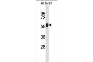 Western blot analysis in mouse liver tissue lysates (35ug/lane). (NEK3 anticorps  (C-Term))