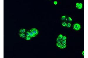 Immunofluorescence (IF) image for anti-alpha-Fetoprotein (AFP) (AA 19-397) antibody (ABIN2716009)