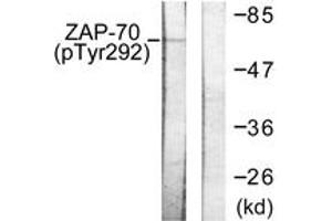 Western blot analysis of extracts from Jurkat cells treated with UV 15', using ZAP-70 (Phospho-Tyr292) Antibody. (ZAP70 anticorps  (pTyr292))