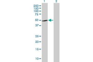 Western Blot analysis of NFIB expression in transfected 293T cell line by NFIB MaxPab polyclonal antibody.