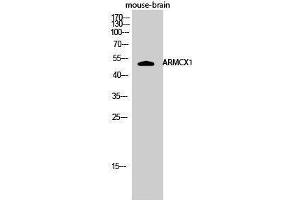Western Blotting (WB) image for anti-Armadillo Repeat Containing, X-Linked 1 (ARMCX1) (N-Term) antibody (ABIN3183370) (ARMCX1 anticorps  (N-Term))