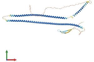 AlphaFold protein structure predicition of Human Recombinant KRT28 Protein, UniprotID Q7Z3Y7