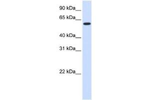 WB Suggested Anti-UGT8 Antibody Titration:  0. (UGT8 anticorps  (Middle Region))