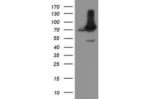 Image no. 2 for anti-Negative Regulator of Ubiquitin-Like Proteins 1 (NUB1) (AA 1-326) antibody (ABIN1490744) (NUB1 anticorps  (AA 1-326))