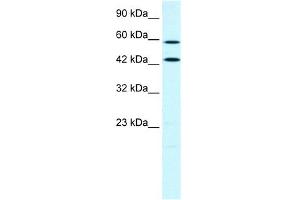WB Suggested Anti-ACSL1 Antibody Titration:  0.