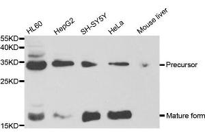 Western blot analysis of extracts of various cell lines, using NGF antibody. (Nerve Growth Factor anticorps  (AA 19-241))