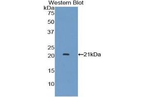 Western blot analysis of the recombinant protein. (IFNA7 anticorps  (AA 24-189))