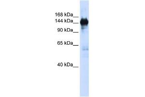 WB Suggested Anti-PFAS Antibody Titration:  0. (PFAS anticorps  (N-Term))