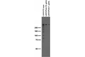Adult rat brain membrane immunoblot.