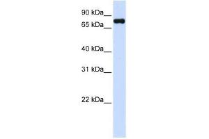 Western Blot showing ZFYVE1 antibody used at a concentration of 1-2 ug/ml to detect its target protein. (ZFYVE1 anticorps  (C-Term))