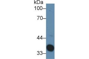Western blot analysis of Rat Serum, using Rabbit Anti-Rat Hpt Antibody (3 µg/ml) and HRP-conjugated Goat Anti-Rabbit antibody (abx400043, 0. (Haptoglobin anticorps  (AA 104-346))