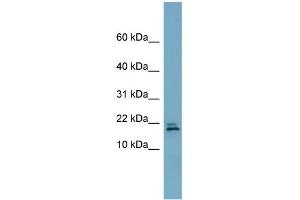 WB Suggested Anti-C3orf24 Antibody Titration: 0.