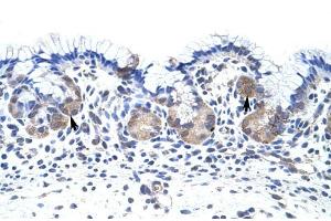 UPF3B antibody was used for immunohistochemistry at a concentration of 4-8 ug/ml to stain EpitheliaI cells of fundic gland (arrows) in Human Stomach. (UPF3B anticorps)