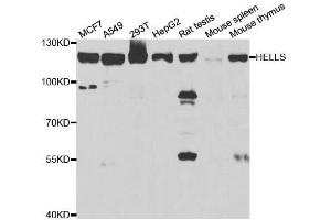 Western blot analysis of extracts of various cell lines, using HELLS antibody. (HELLS anticorps  (AA 719-838))