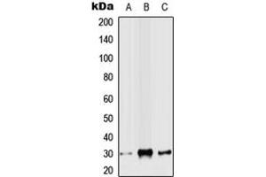 Western blot analysis of SLUG expression in HEK293T (A), Raw264. (SLUG anticorps  (N-Term))