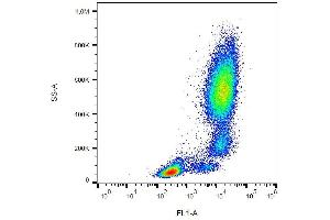 Surface staining of human peripheral blood with anti-CD11b (ICRF44) FITC.