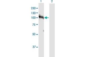 Western Blot analysis of HNRNPUL1 expression in transfected 293T cell line by HNRNPUL1 MaxPab polyclonal antibody.
