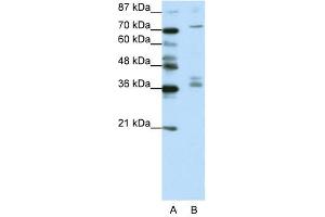 AKAP9 antibody (20R-1204) used at 0. (AKAP9 anticorps  (N-Term))