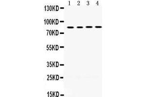 Western Blotting (WB) image for anti-P450 (Cytochrome) Oxidoreductase (POR) (AA 633-668), (C-Term) antibody (ABIN3043443) (POR anticorps  (C-Term))