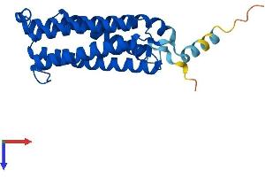 AlphaFold protein structure predicition of Human Recombinant CYB561 Protein, UniprotID P49447